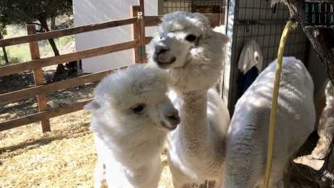 Docili, "soffici", dalla lana pregiata: sono gli alpaca. E in Basilicata c'è chi li alleva